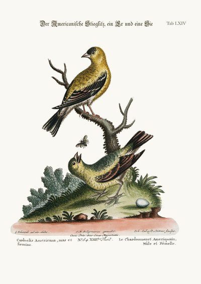 The American Goldfinch, Cock and Hen by George Edwards