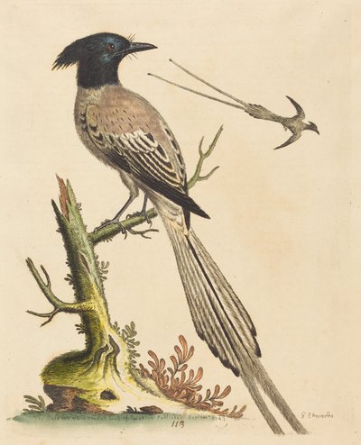 The Black and White Crested Bird of Paradise by George Edwards