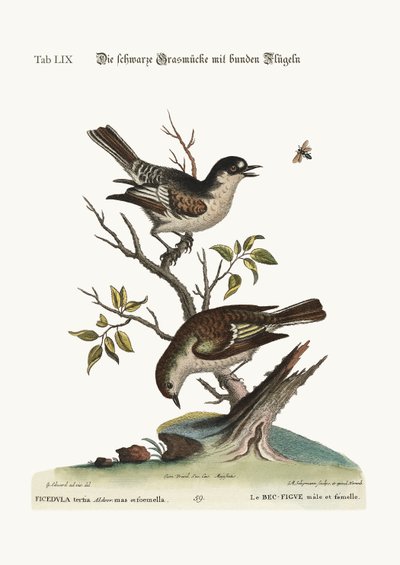 The Cock Cold Finch. The Hen Cold Finch by George Edwards