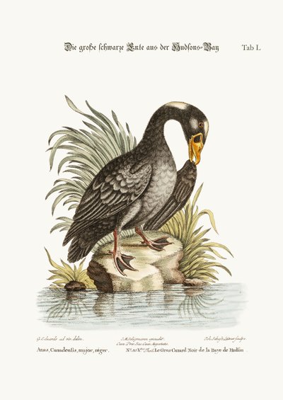 The Great Black Duck from Hudson