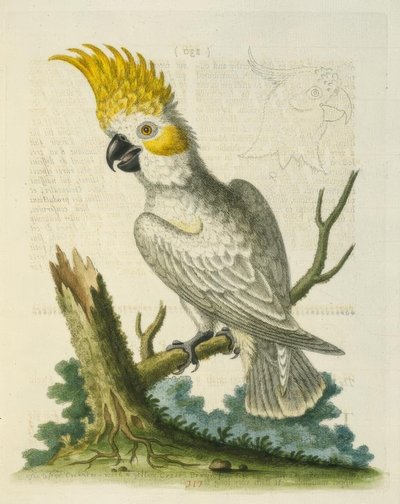 The Lesser White Cockatoo with a Yellow Crest by George Edwards