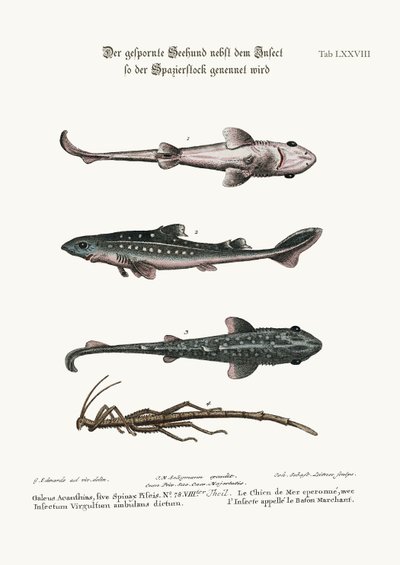 The Prickled Dog or Hound-Fish, with an Insect called the Walking-Stick, 1749-73 by George Edwards