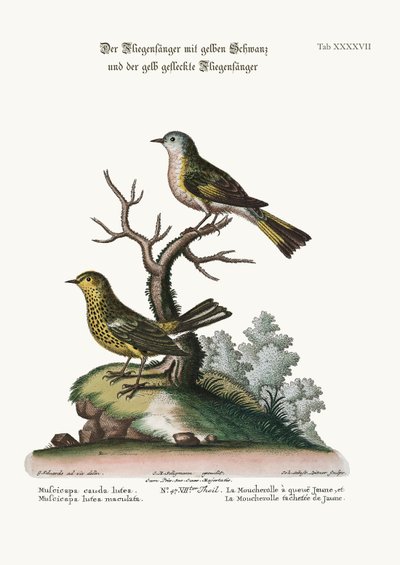 The Yellow-tailed Flycatcher and the Spotted Yellow Flycatcher by George Edwards