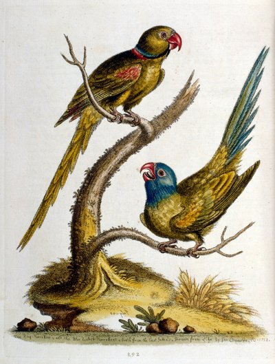 Watercolour illustration from a book of rare birds by G Edwards 1750 by George Edwards