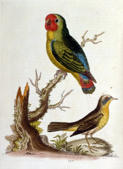 Watercolour illustration from a book of rare birds by G Edwards 1750 by George Edwards