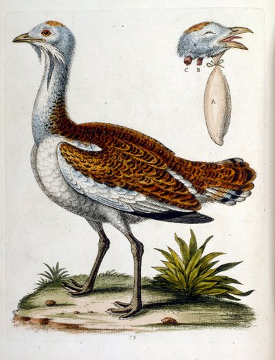 Watercolour illustration from a book of rare birds by G Edwards 1750 by George Edwards