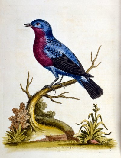 Watercolour illustration from a book of rare birds by G Edwards 1750 by George Edwards