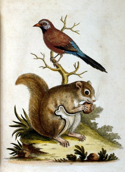 Watercolour illustration from a book of rare birds by G Edwards 1750 by George Edwards