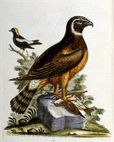 Watercolour illustration from a book of rare birds by G Edwards 1750 by George Edwards