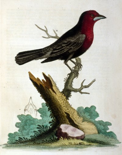 Watercolour illustration from a book of rare birds by G Edwards 1750 by George Edwards