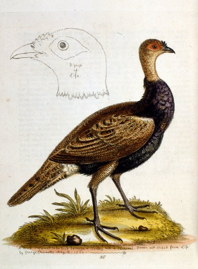 Watercolour illustration from a book of rare birds by G Edwards 1750 by George Edwards