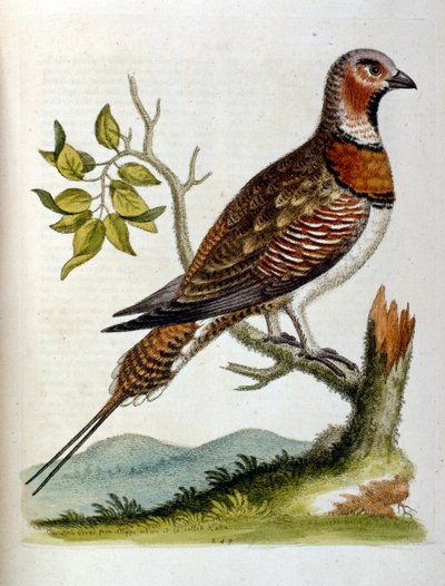 Watercolour illustration from a book of rare birds by G Edwards 1750 by George Edwards