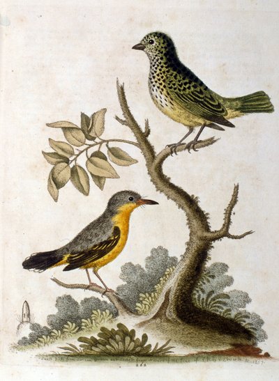 Watercolour Illustration of a Three-Toed Sloth by G Edwards 1758 by George Edwards