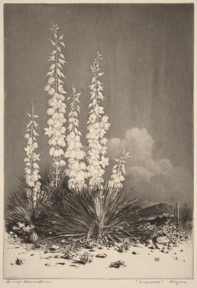 Soapweed, Arizona (no. 2) by George Elbert Burr