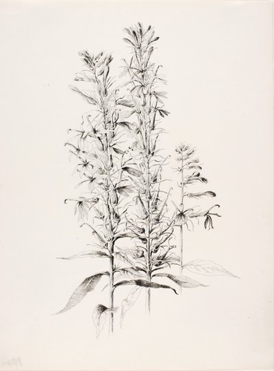 Untitled (Cardinal Flower, Lobelia Cardinalis) by George Elbert Burr