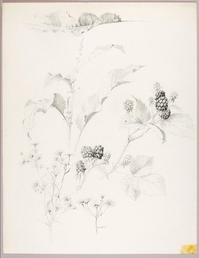 Untitled (Daisies and Blackberries) by George Elbert Burr
