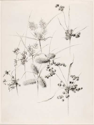Untitled (Sedge Grasses) by George Elbert Burr