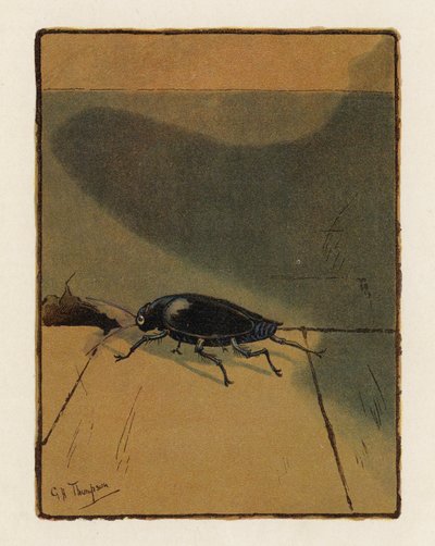 The Beetle by George Henry Thompson
