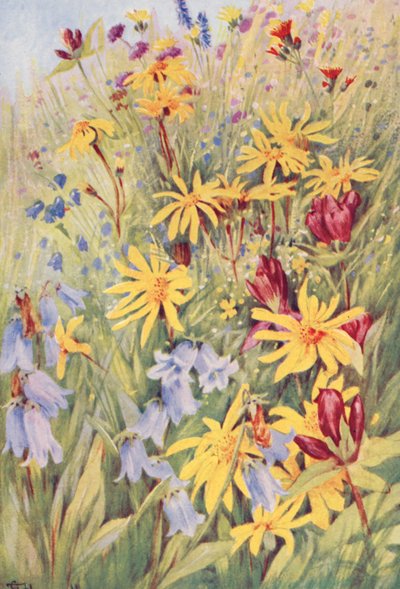 Arnica, the Brown Gentian (G purpurea), Campanula barbata, and the fiery little Hieracium aurantiacum, painted from life in the fields towards the middle of July by George Jackson Flemwell