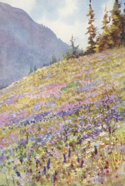 Field of Campanula rhomboidalis on the Col de la Forclaz about the beginning of July by George Jackson Flemwell