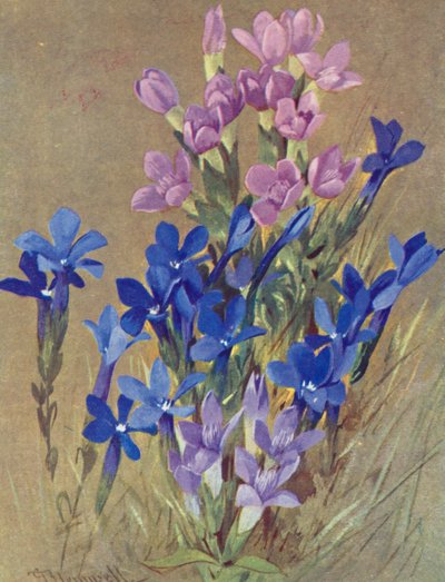 Gentiana campestris and Gentiana bavarica by George Jackson Flemwell
