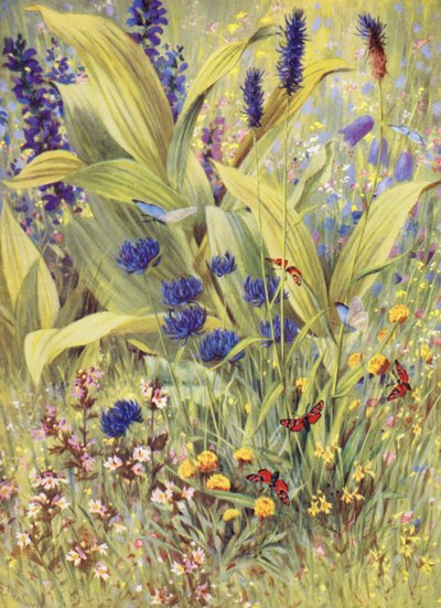 Young Plants of Veratrum Album, Together with Salvia Pratensis, Phyteuma Betonicaefolium, P Orbiculare, the White and the Yellow Euphrasia, and the Yellow Clover, Drawn on the Spot at the Beginning of July by George Jackson Flemwell
