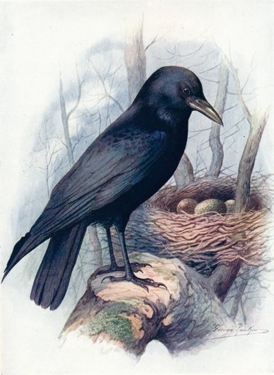 Carrion-Crow - Corvus Corone, c1910 by George James Rankin