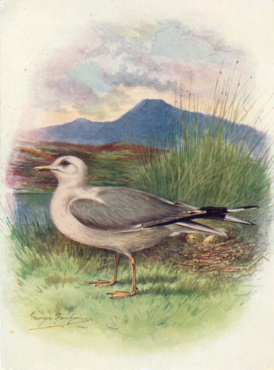 Common Gull - Larus canus, c1910 by George James Rankin