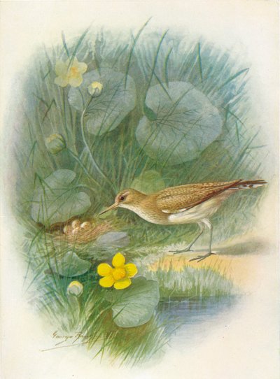 Common Sandpiper - Totanus hypoleucus, c1910 by George James Rankin