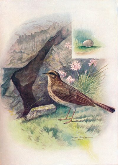Rock-Pipit - Anthus obscurus, c1910, 1910 by George James Rankin