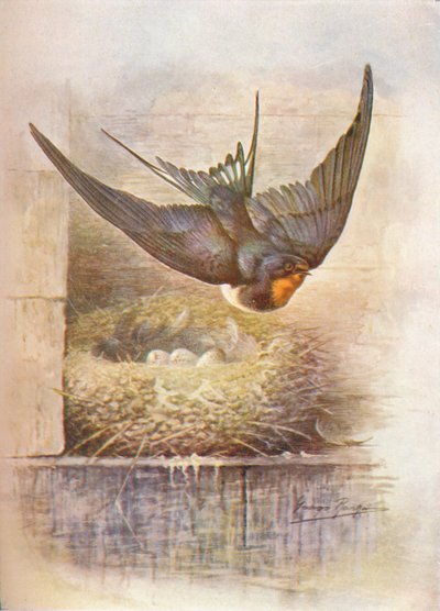 Swallow - Hirundo rustica by George James Rankin