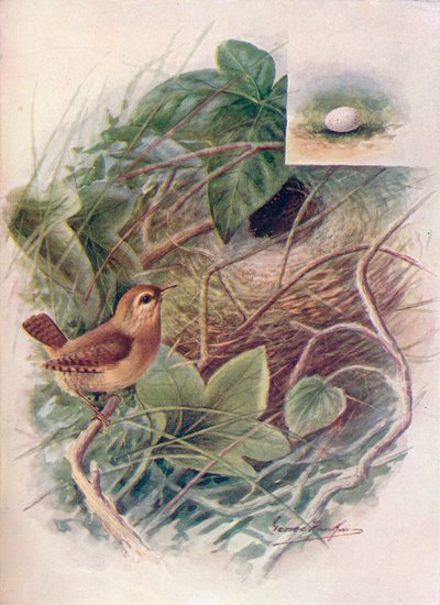 Wren - Troglodytes parvulus by George James Rankin