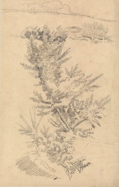 Study of Trees, etc., in a Meadow by George Richmond