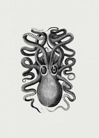Eight Armed Cuttlefish by George Shaw