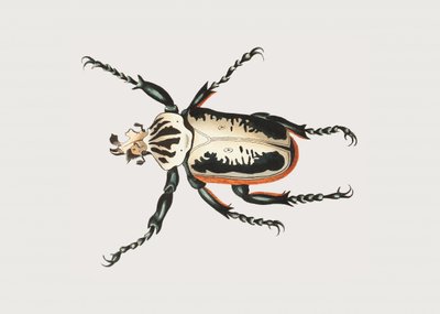 Goliath Beetle by George Shaw