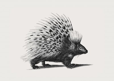 Illustration of Porcupine by George Shaw