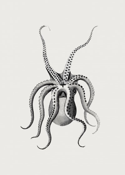 Octopus by George Shaw