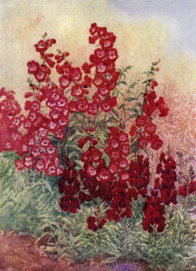 Pentstemons, Antirrhinums and Heuchera Brizoides by George Soper