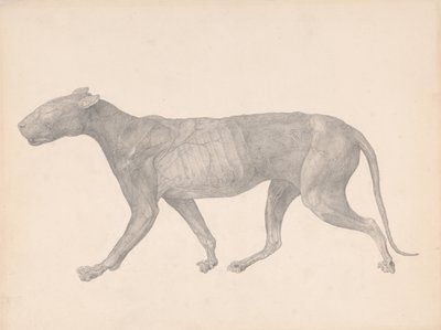 Tiger, Lateral View, with Skin and Tissue Removed (Finished Study for Table IX) by George Stubbs