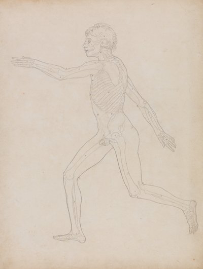 Comparative Anatomical Exposition: Human Figure, Lateral View by George Stubbs
