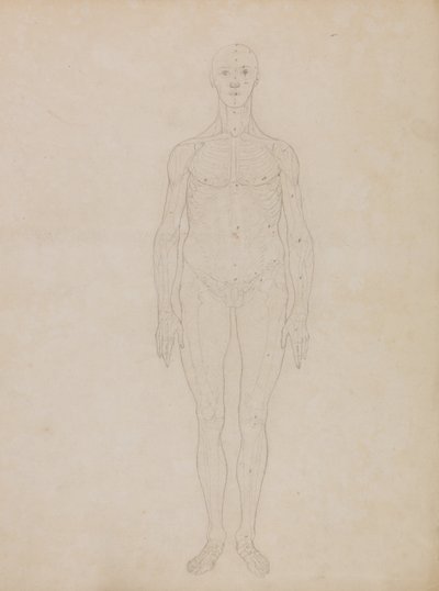 Study of the Human Figure, Anterior View by George Stubbs