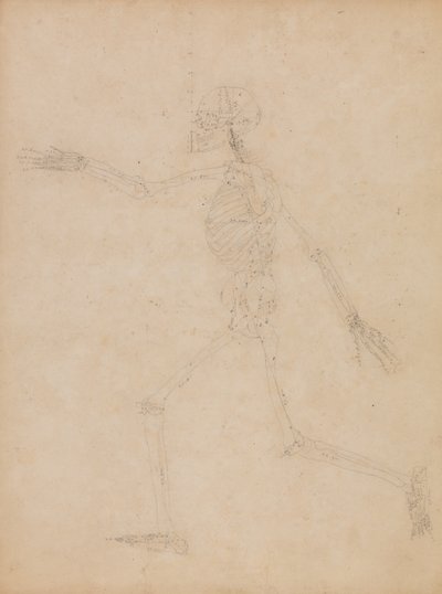 Human Skeleton, Lateral View by George Stubbs