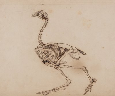 Comparative Anatomical Exposition of the Human Body with a Tiger and a Common Fowl: Dorking Hen Skeleton, Lateral View by George Stubbs