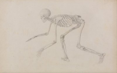 Human Skeleton, Lateral View (in Crawling Posture; finished study for an unpublished table) by George Stubbs