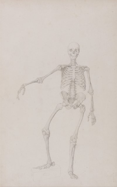 Human Skeleton, Anterior View (Right Arm Outstretched; finished study for unpublished table) by George Stubbs
