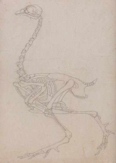 Fowl Skeleton, Lateral View (Outline drawing of the skeleton prepared for the key figure to Table V) by George Stubbs