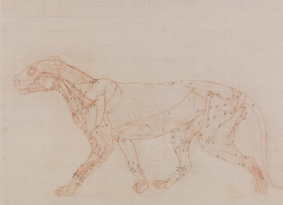 Tiger Body, Lateral View (Study of the muscles exposed at the third stage of dissection) by George Stubbs