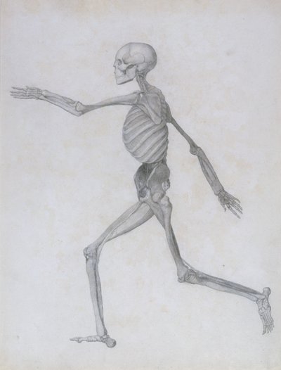 A Comparative Anatomical Exposition of the Structure of the Human Body with that of a Tiger and a Common Fowl: Human Figure, Lateral View, 1795-1806 by George Stubbs
