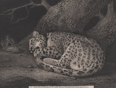 A Sleeping Leopard (engraved by the artist) by George Stubbs
