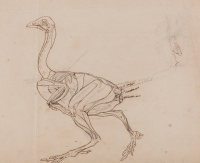 Dorking Hen Body, Lateral View by George Stubbs